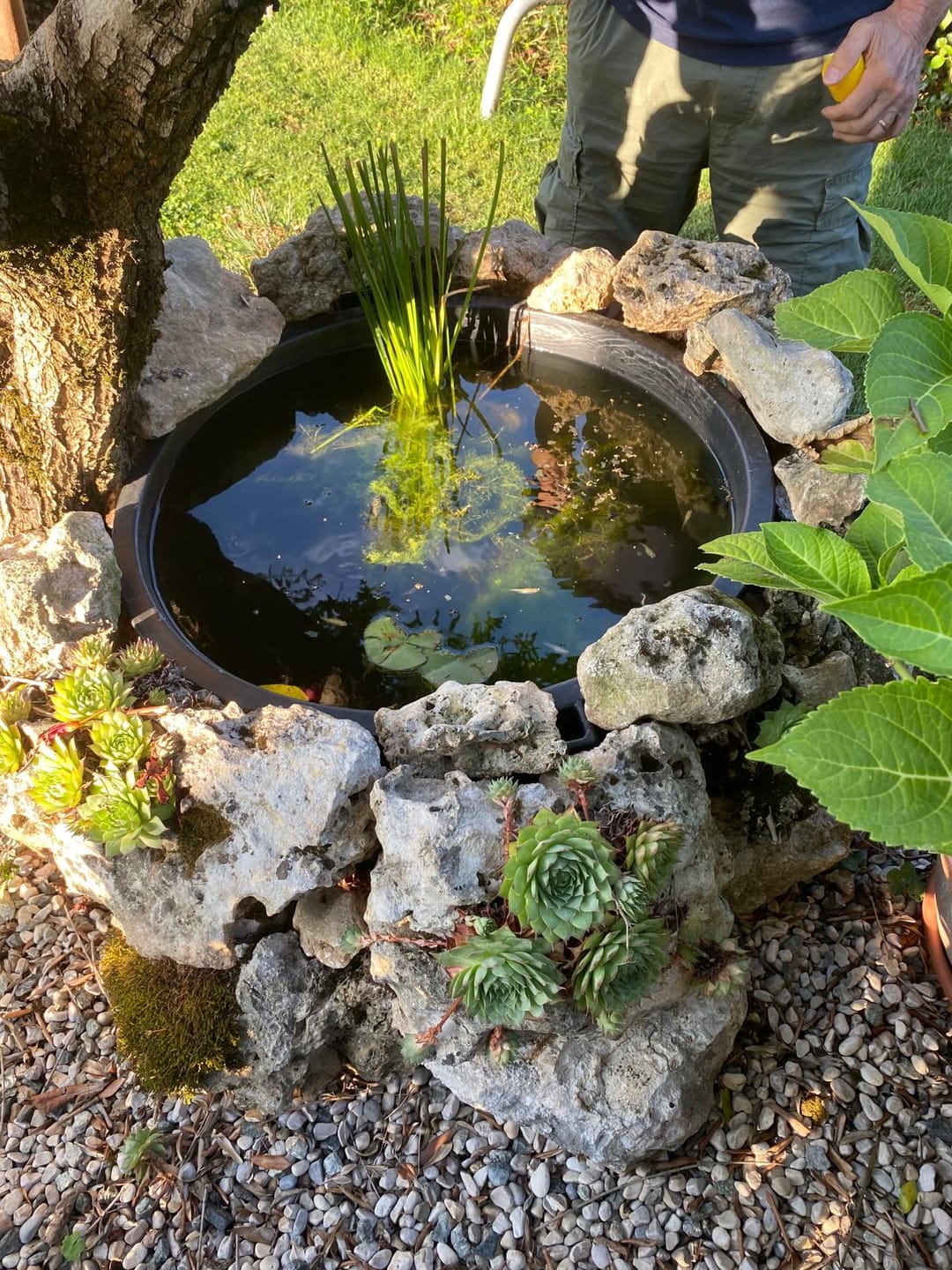 Customer photo review of Mini Pond da balcone