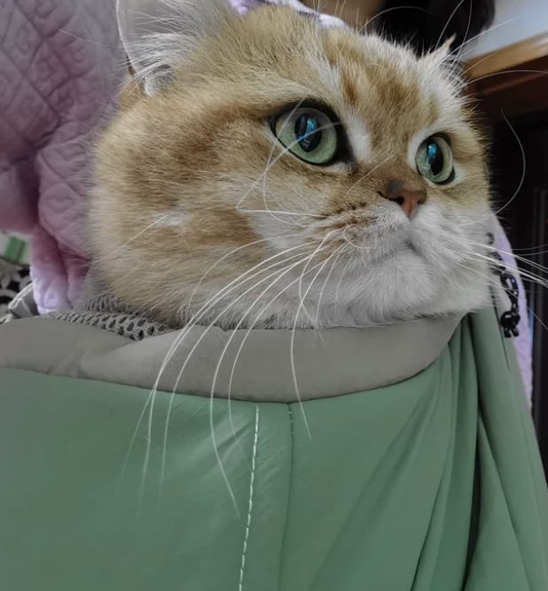 Customer photo review of Ergonomic Portable Hands-Free Pet Sling Carrier