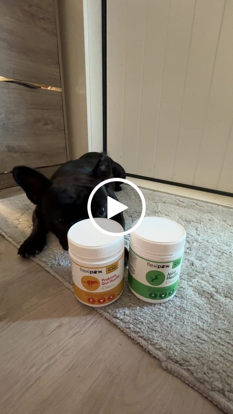 Customer video review of Probiotic Gut Health Chews for Dogs