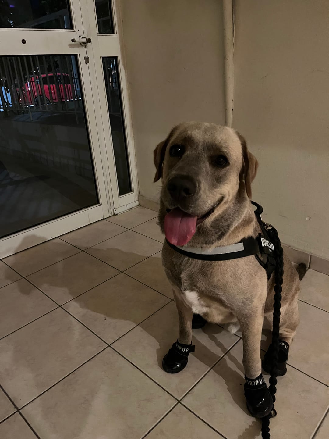 Customer photo review of AIR PUP DOG SHOES - SET OF 4