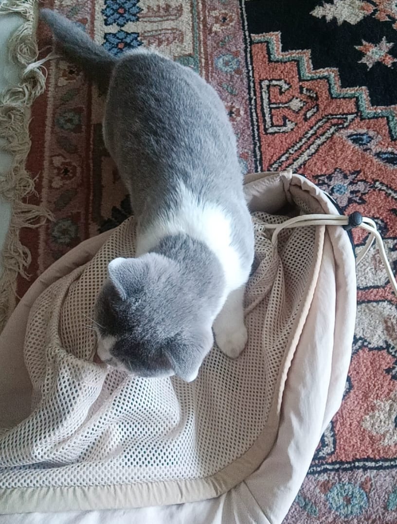 Customer photo review of Ergonomic Portable Hands-Free Pet Sling Carrier