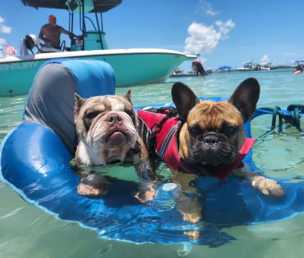 Customer photo review of Dog Life Jacket