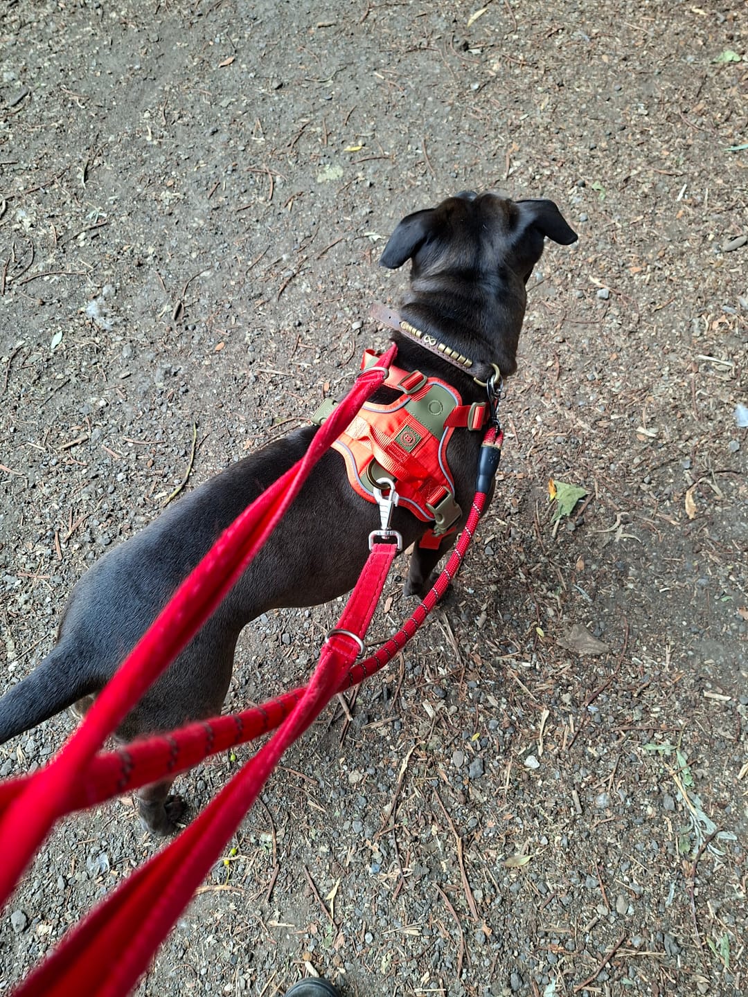 Customer photo review of Anti Pull Hurricane Harness Lighter | With Handle - Burnt Orange X Khaki