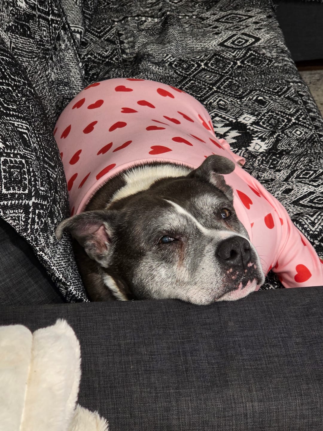 Customer photo review of Pet Couch Cover - Rustic Bohemian Black