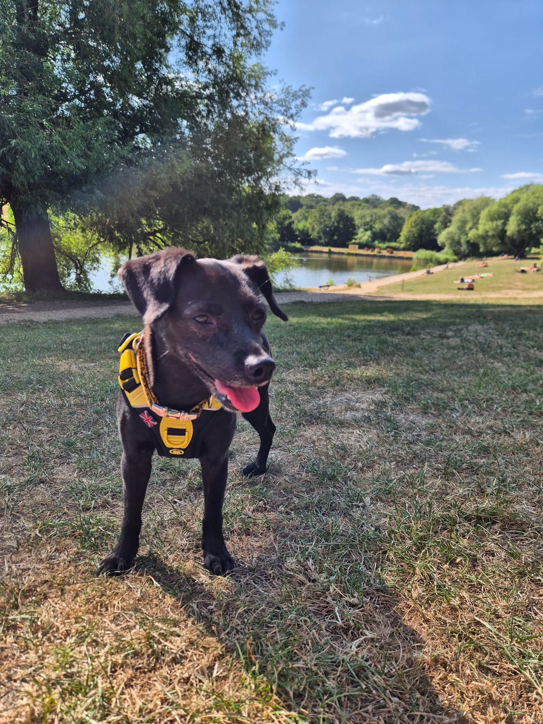 Customer photo review of Anti Pull Hurricane Harness Lighter | With Handle - Black X Yellow
