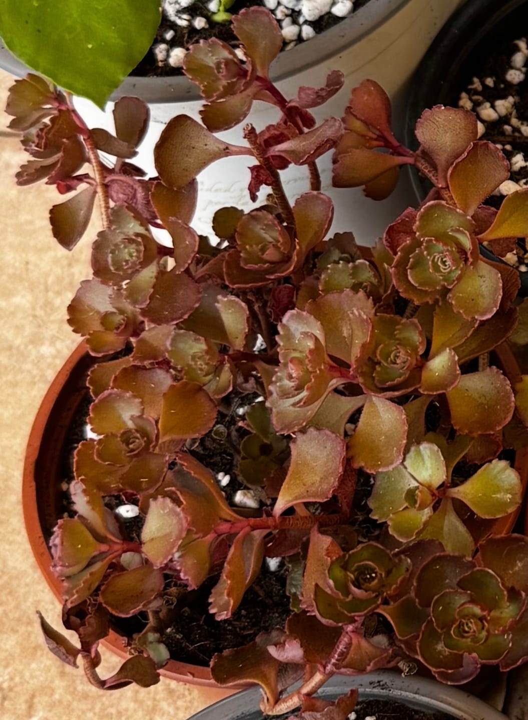 Customer photo review of Sedum spurium `Dragon`s Blood`