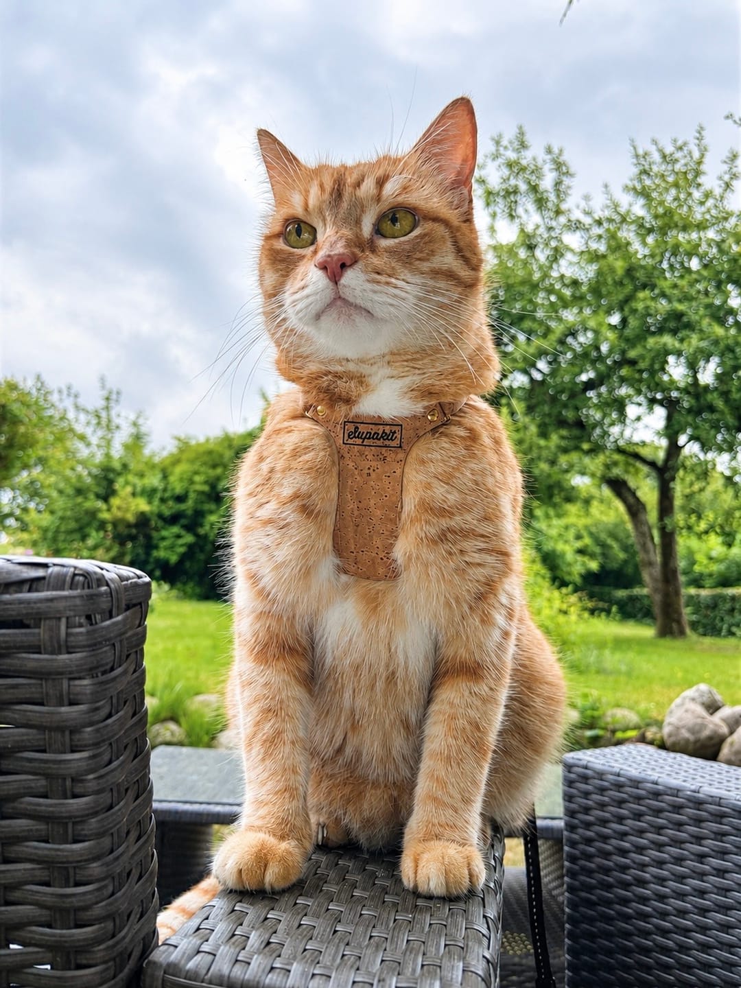Customer photo review of The Supakit Cat Harness