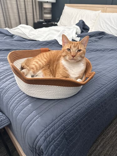 Customer photo review of Instinct Basket | Meet the first research-backed natural territory for indoor cats