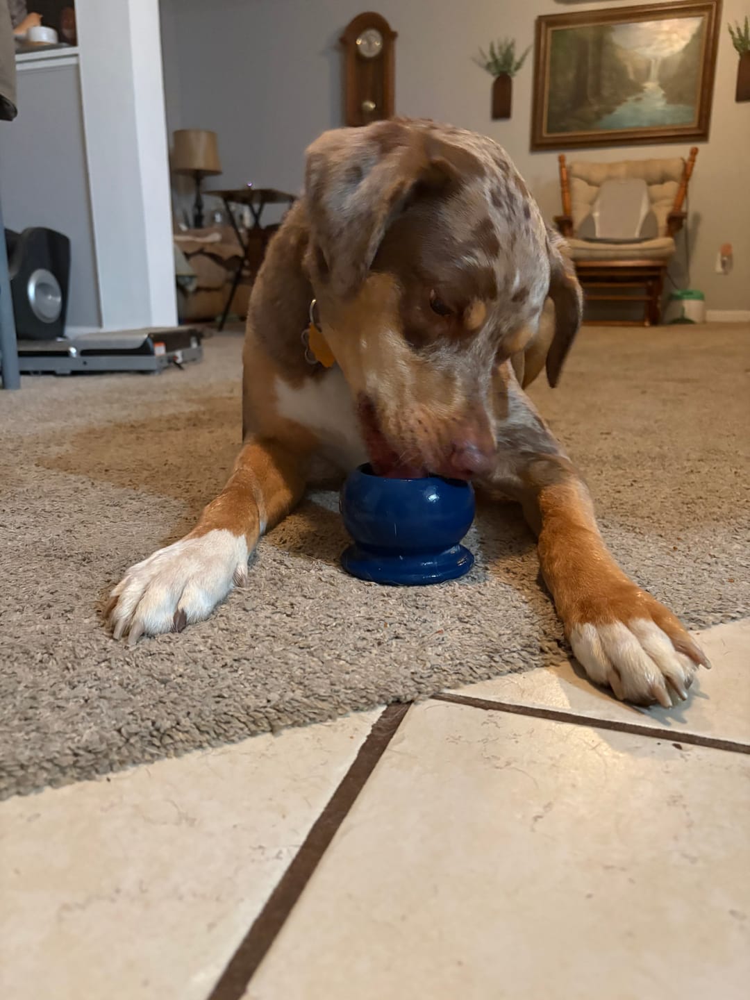Customer photo review of FreezWheel - Durable Interactive Chew