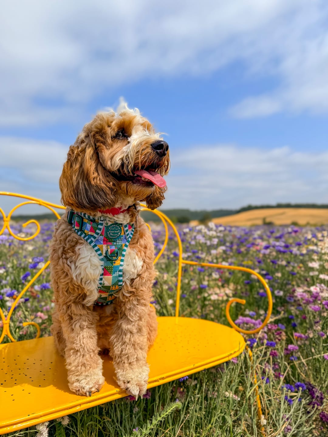 Customer photo review of Tough Trails™ Harness -  Patchwork
