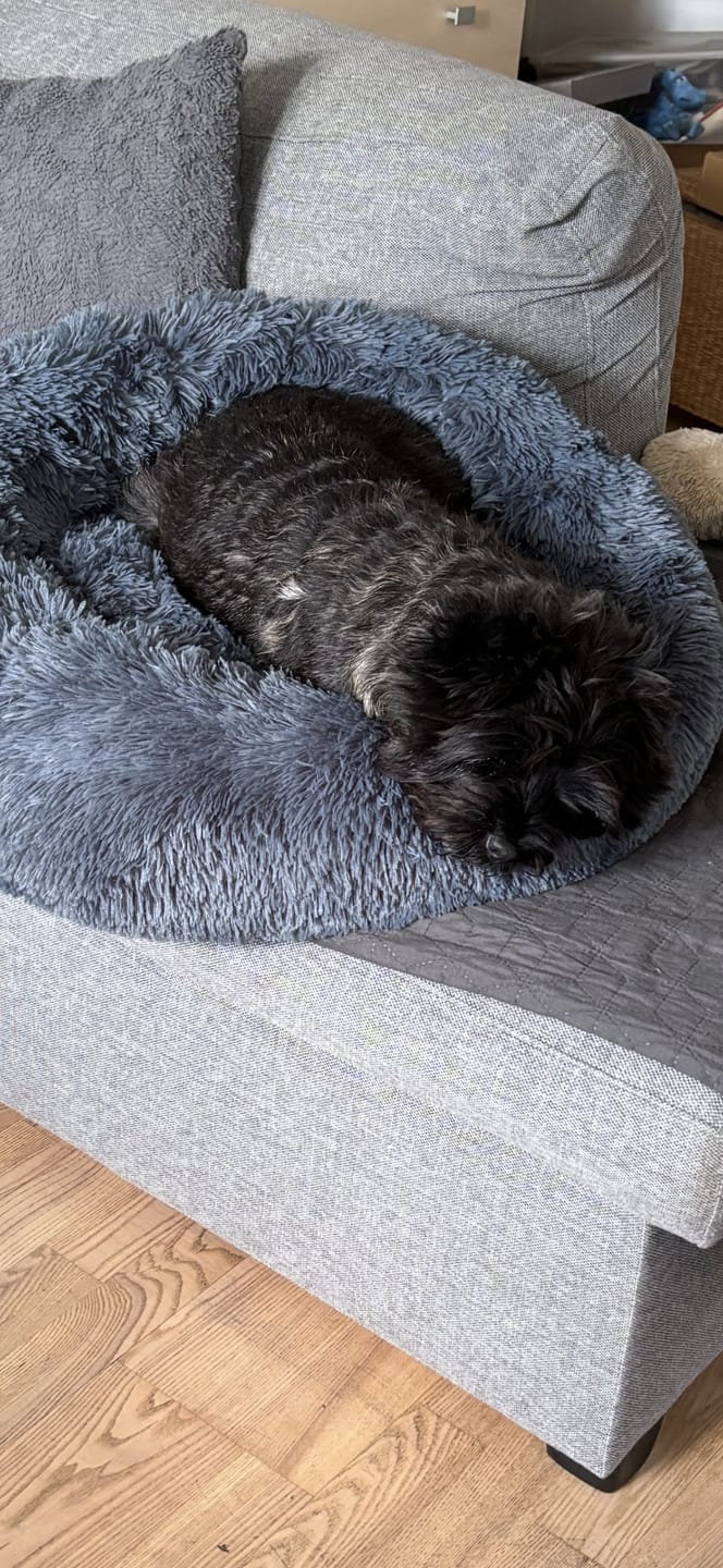 Customer photo review of Fluffy Donut Hundeseng, antracit grå