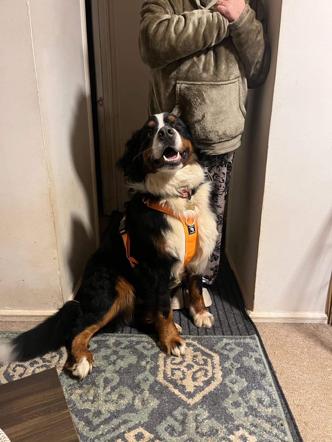 Customer photo review of Arnés Aerosport para Perros - Street Dogs - Orange