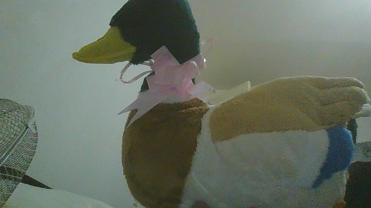 Customer photo review of Mallard Duck Plush Toy – Lifelike, Charming, and Perfect for Bird Lovers