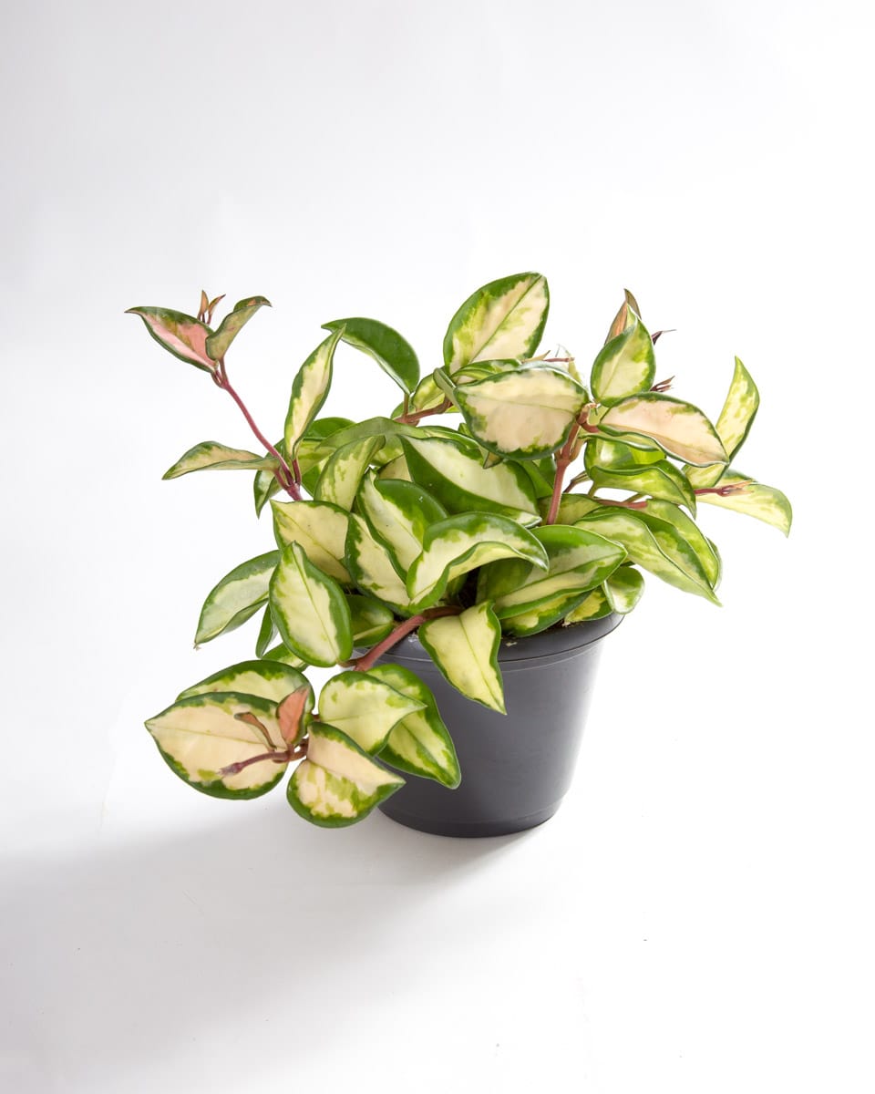 Customer photo review of Hoya carnosa 'Tricolor'
