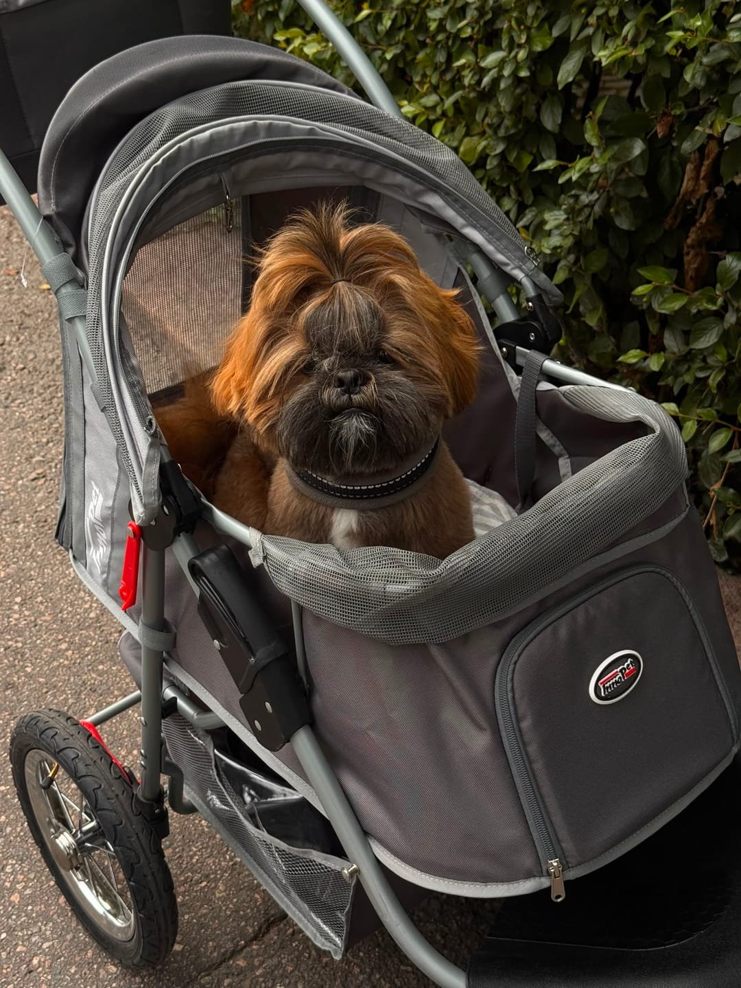 Customer photo review of Comfort Air ECO lemmikkirattaat