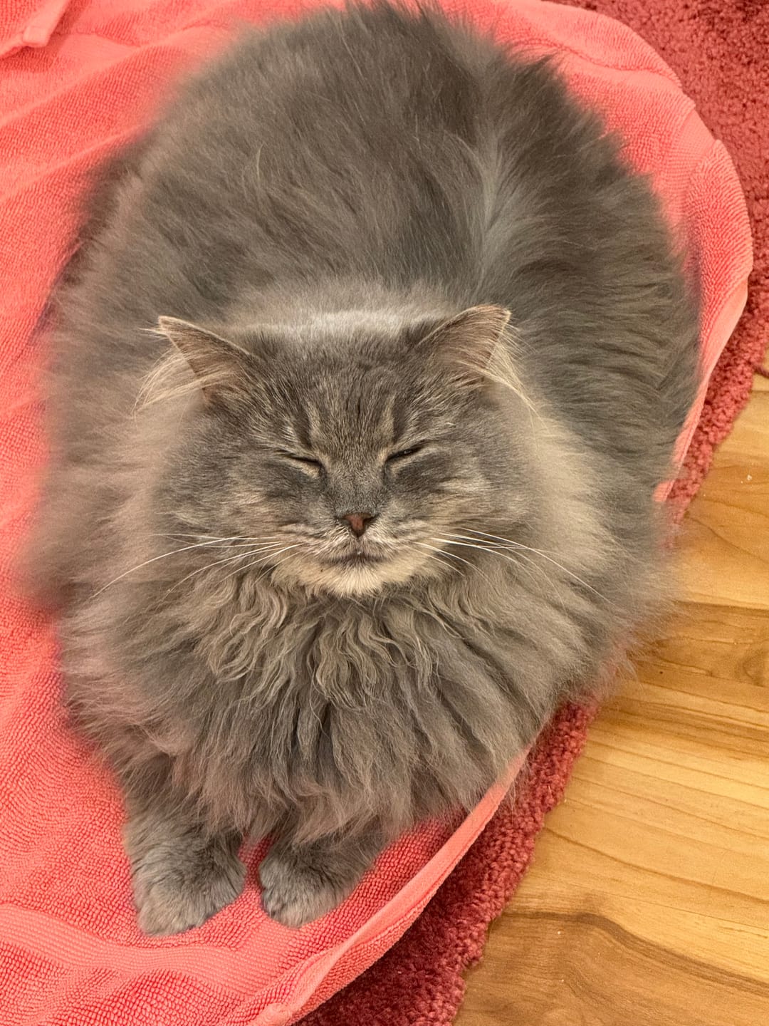 Customer photo review of Cat Allergy Relief & Immune Support – Natural Remedy for Sneezing, Itching & Seasonal Allergies