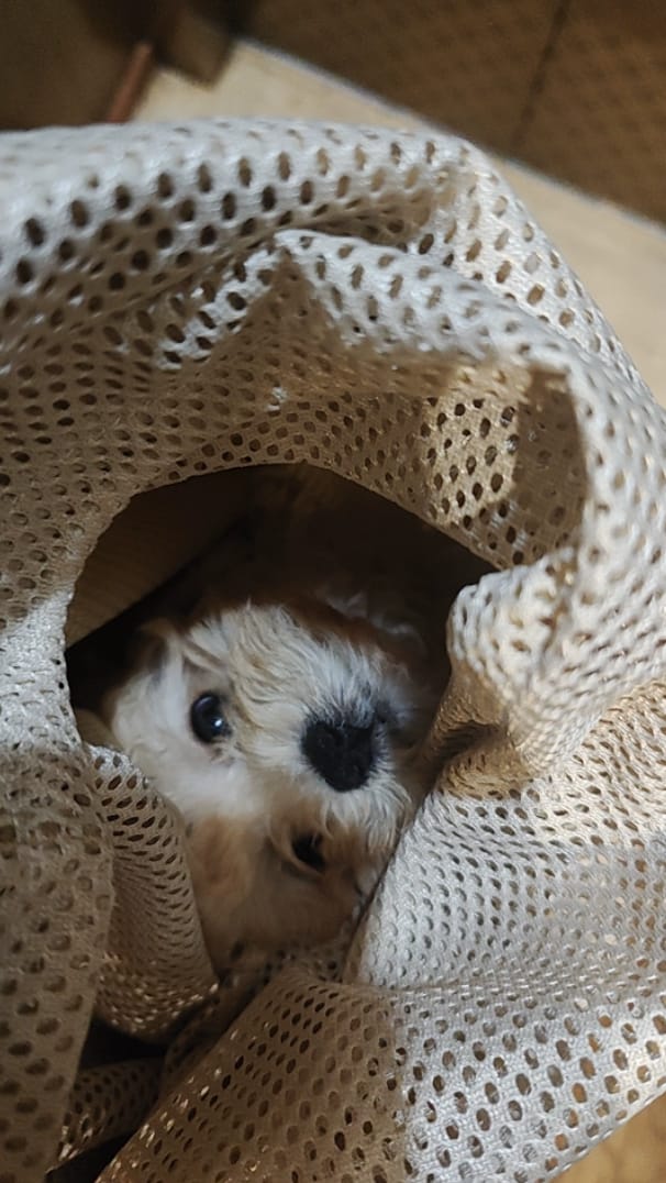 Customer photo review of Ergonomic Portable Hands-Free Pet Sling Carrier