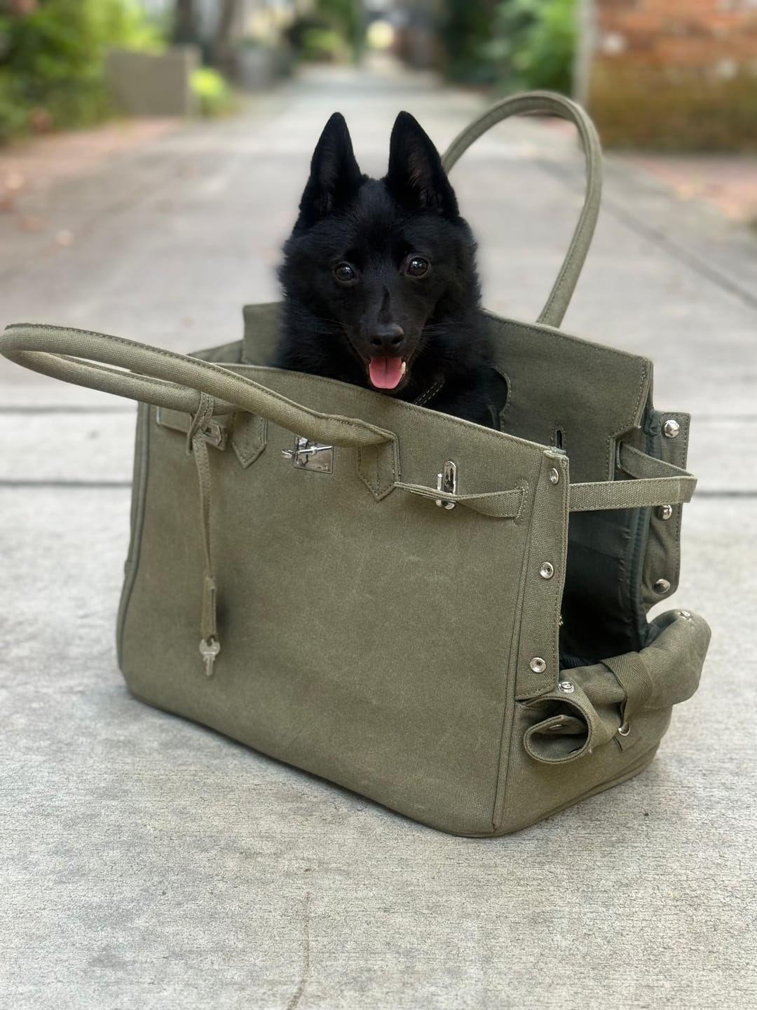 Customer photo review of The Barkin Pet Carrier