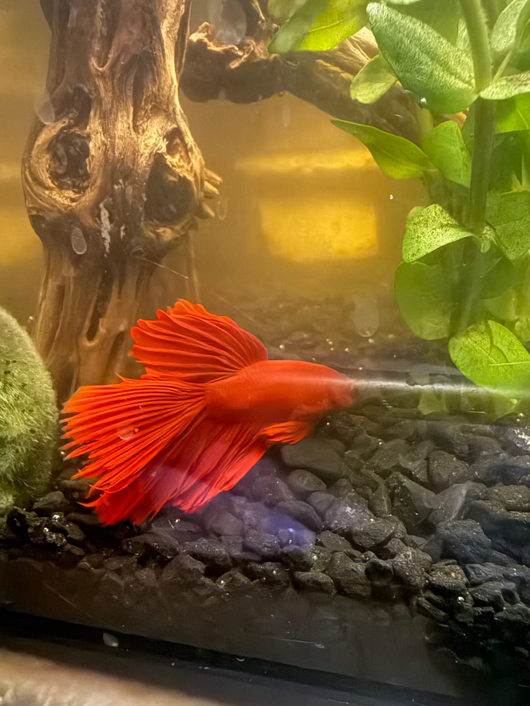 Customer photo review of Super Red Halfmoon Male Betta Fish