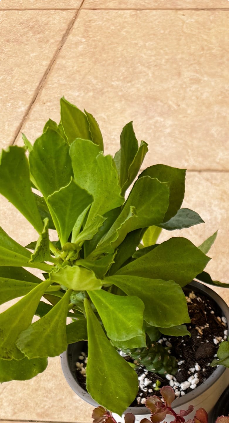 Customer photo review of Euphorbia Guentheri, "Monadenium Guentheri"