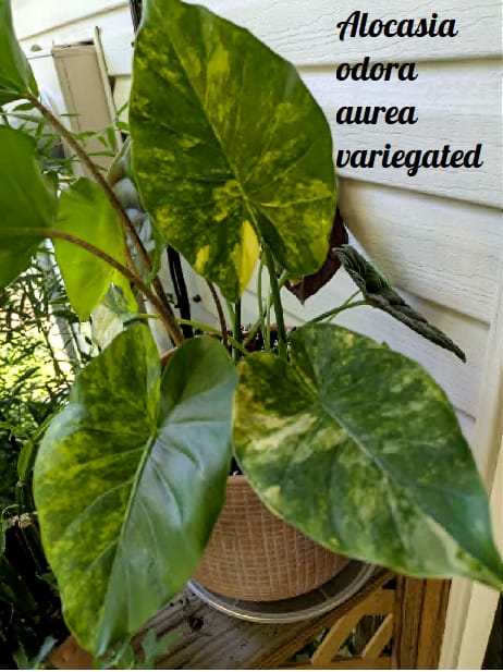 Customer photo review of Alocasia odora aurea variegated