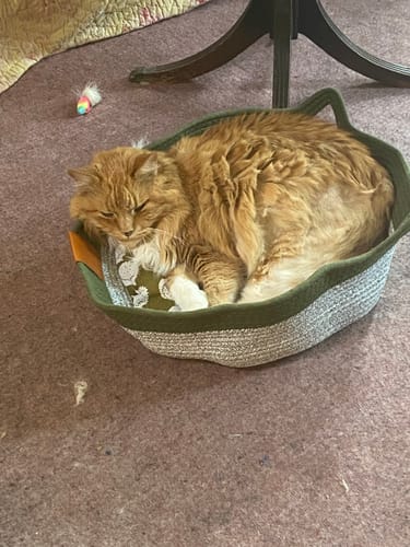 Customer photo review of Instinct Basket | Meet the first research-backed natural territory for indoor cats