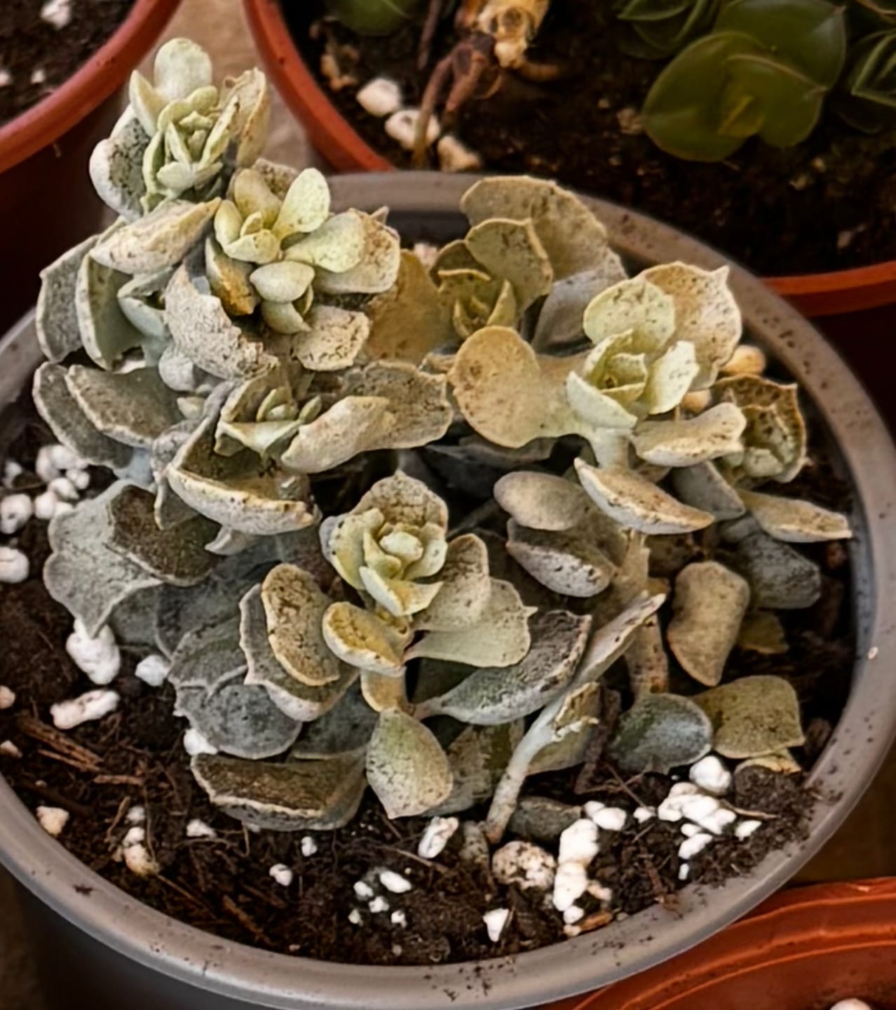 Customer photo review of Kalanchoe rhombopilosa