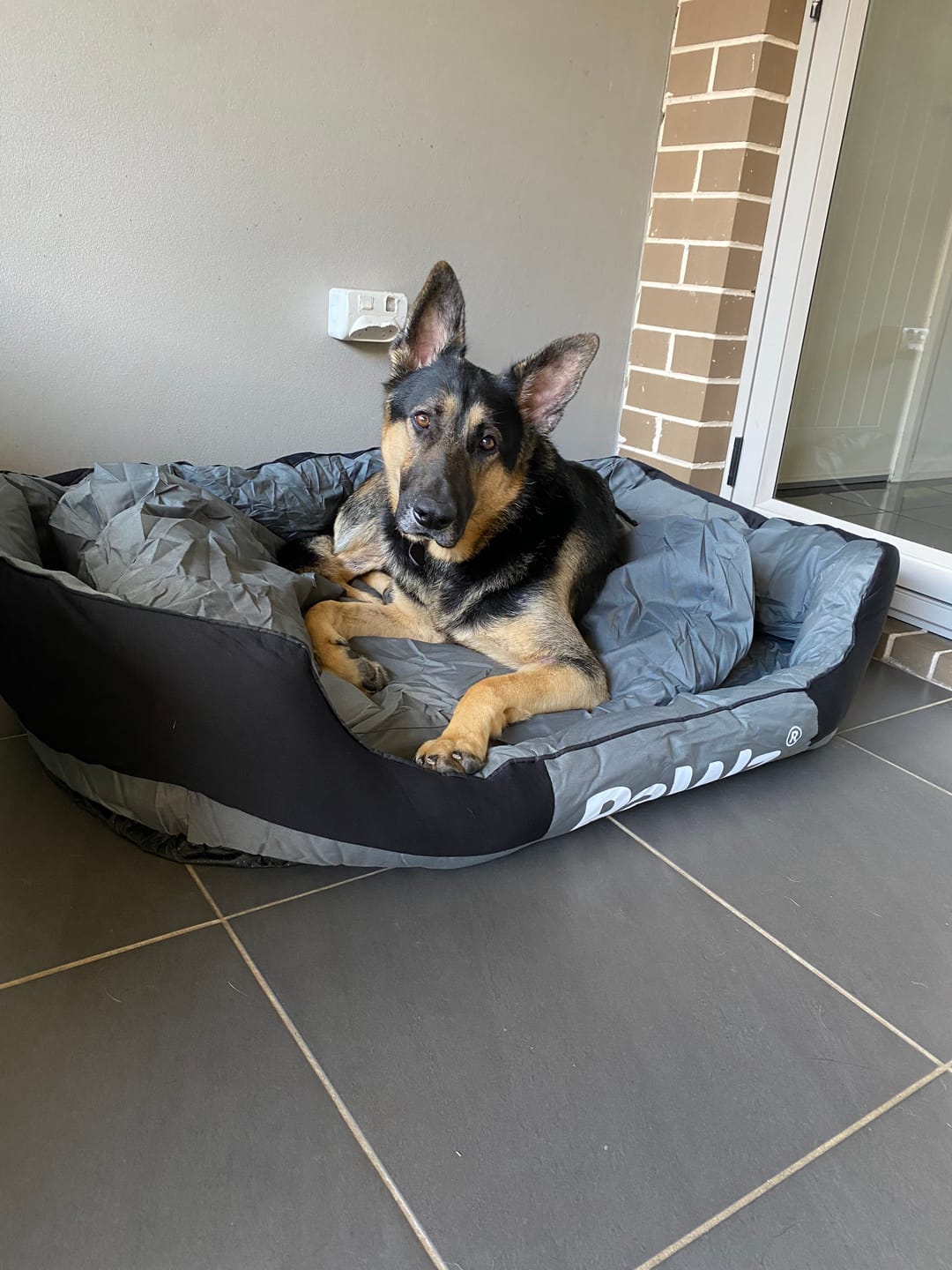 Customer photo review of Outdoor Waterproof Heavy Duty Dog Bed