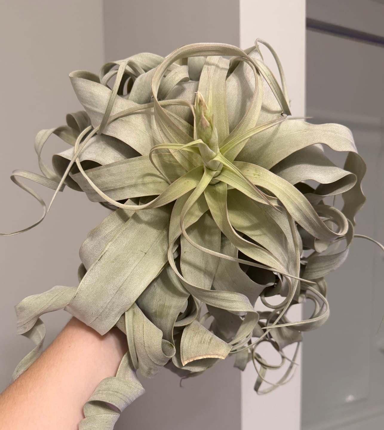 Customer photo review of Xerographica Thick Leaf Form  *Cannot Be Shipped Internationally*