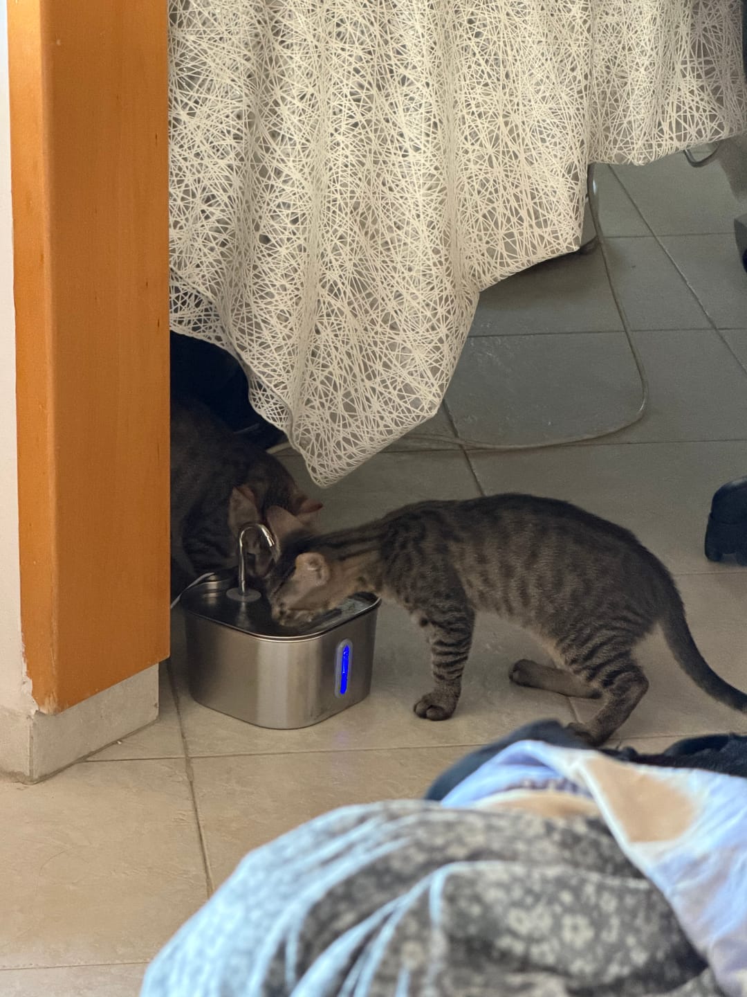 Customer photo review of KittyFlow - מזרקת מים לחתול