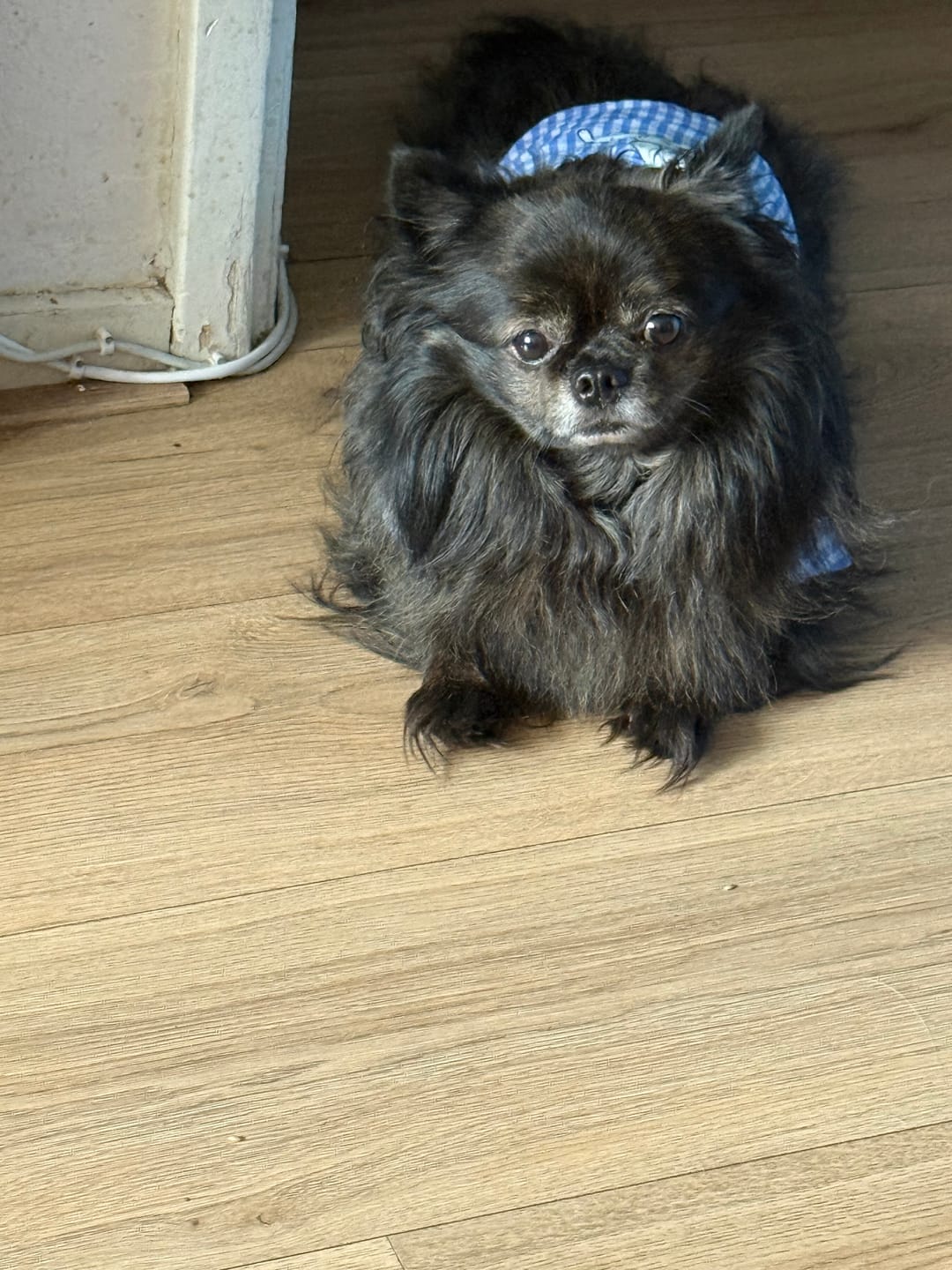Customer photo review of Beemzy Tandpoeder voor Honden