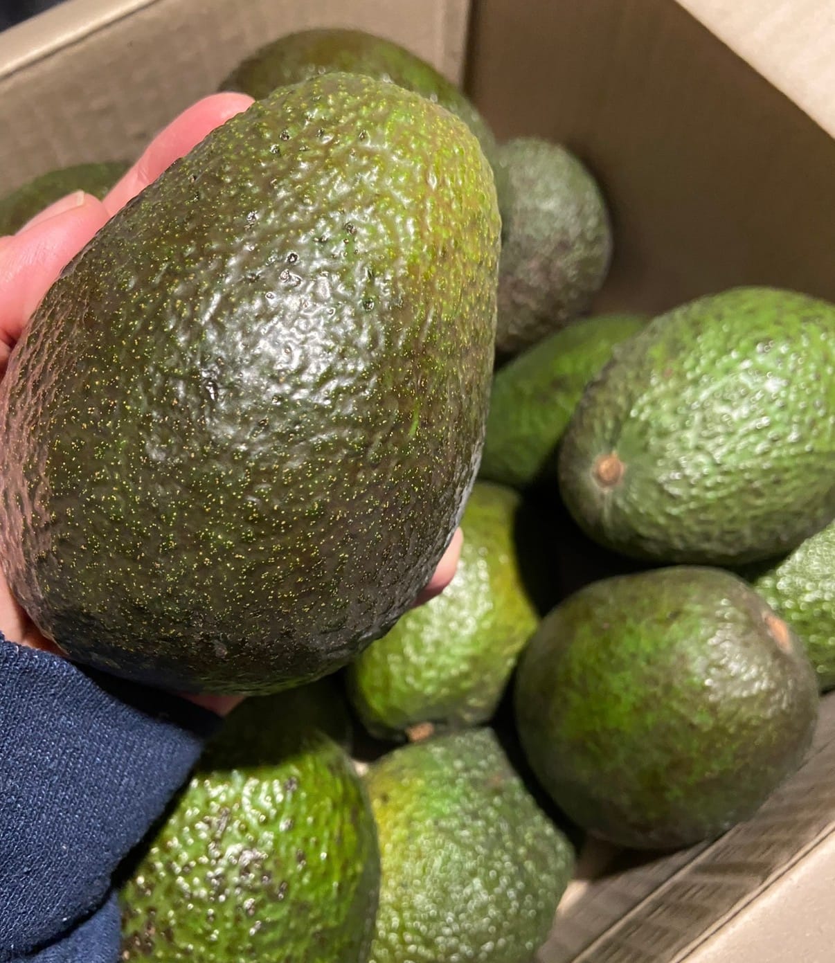 Customer photo review of 6 Kg Palta Hass Premium