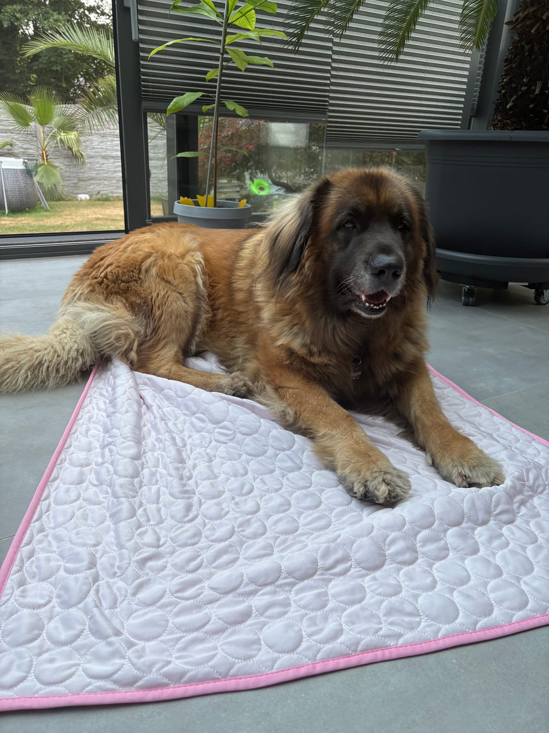 Customer photo review of TruePet Kühlmatte für Hunde & Katzen | Selbstkühlend ohne Strom | XS bis 2XL