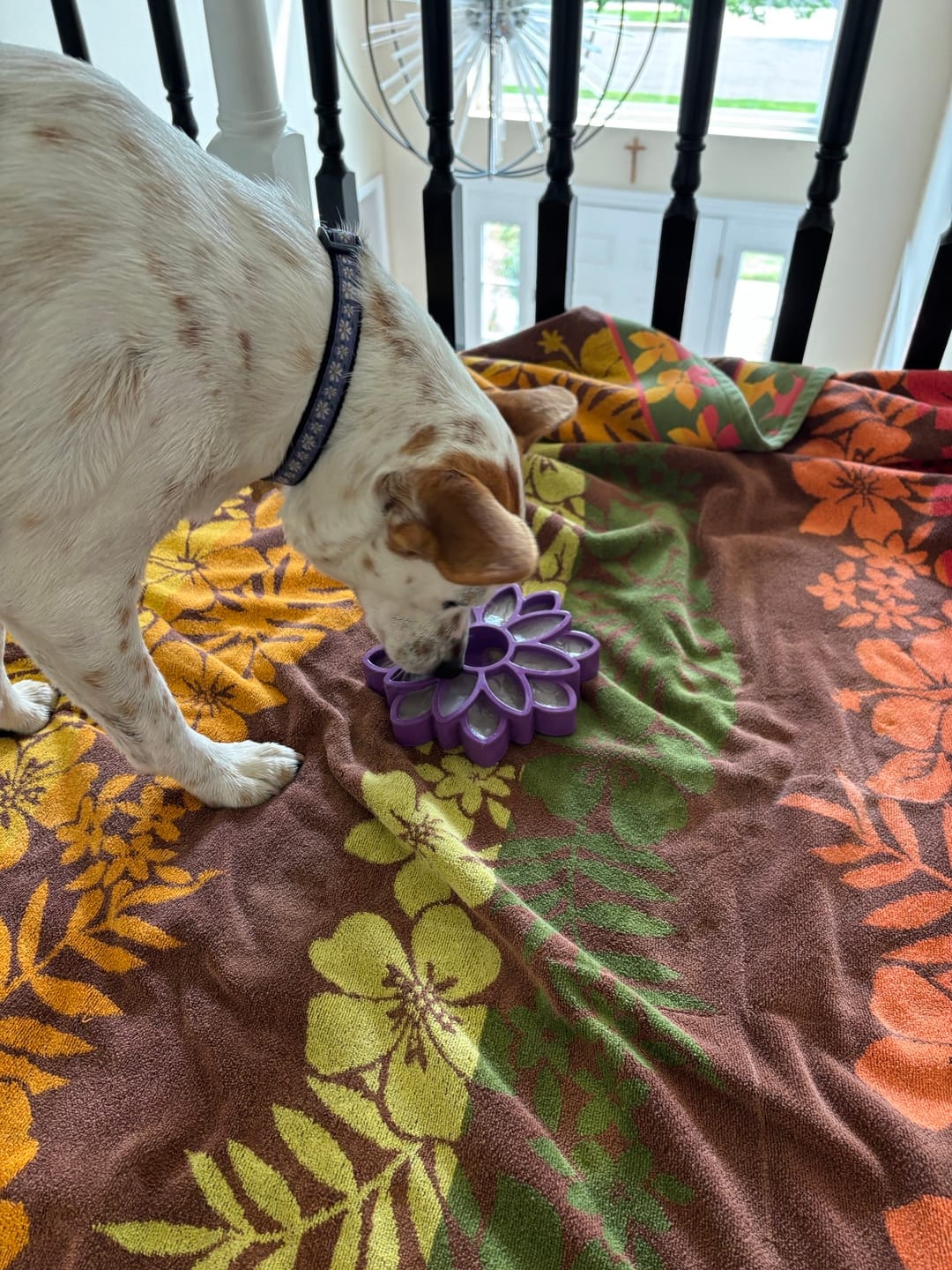 Customer photo review of FreezSunflower - Interactive Frozen Sunflower Dog Chew For Tough Chewers