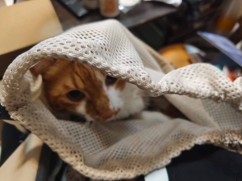 Customer photo review of Ergonomic Portable Hands-Free Pet Sling Carrier