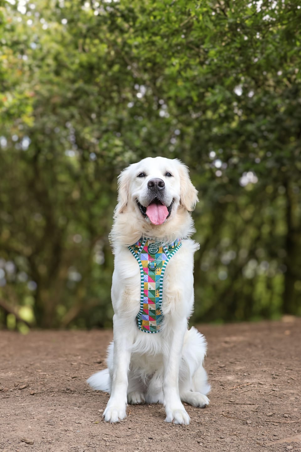 Customer photo review of Tough Trails™ Harness -  Patchwork