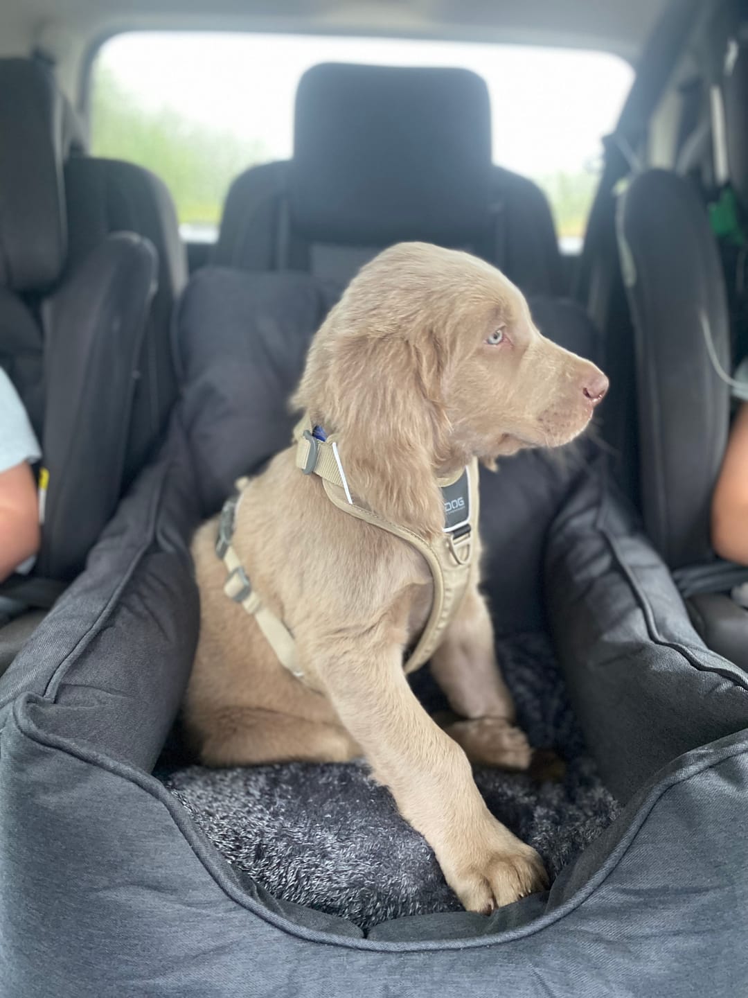 Customer photo review of Dog Copenhagen Comfort Walk Pro™ hundesele Desert Dune