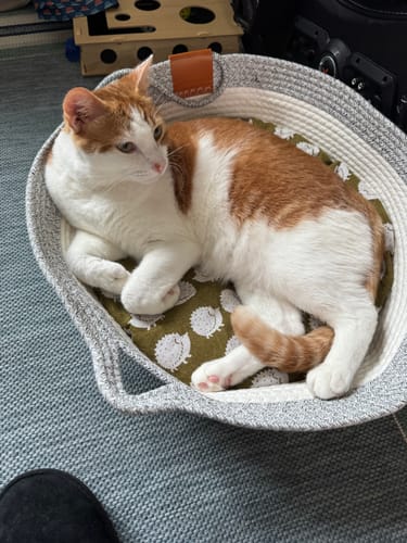Customer photo review of Instinct Basket | Meet the first research-backed natural territory for indoor cats