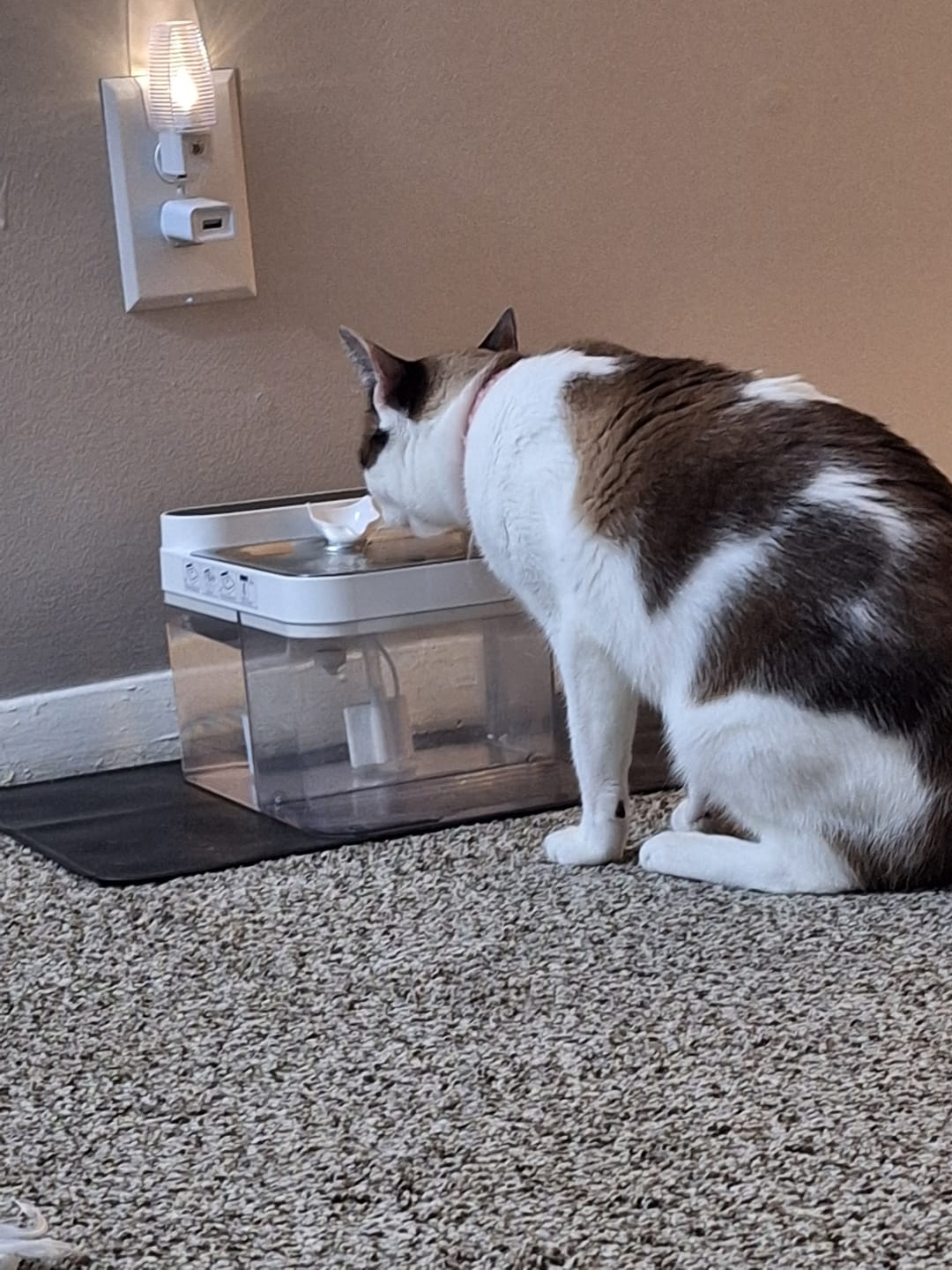 Customer photo review of Purestream AquaOne - Automatic Cat Fountain