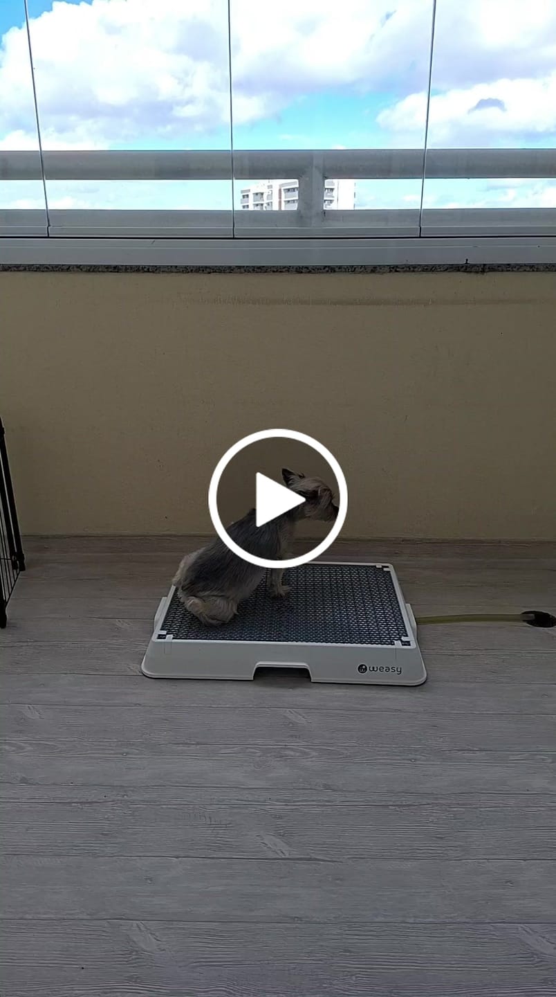 Customer video review of Weasy Cão | Banheiro inteligente para cachorro