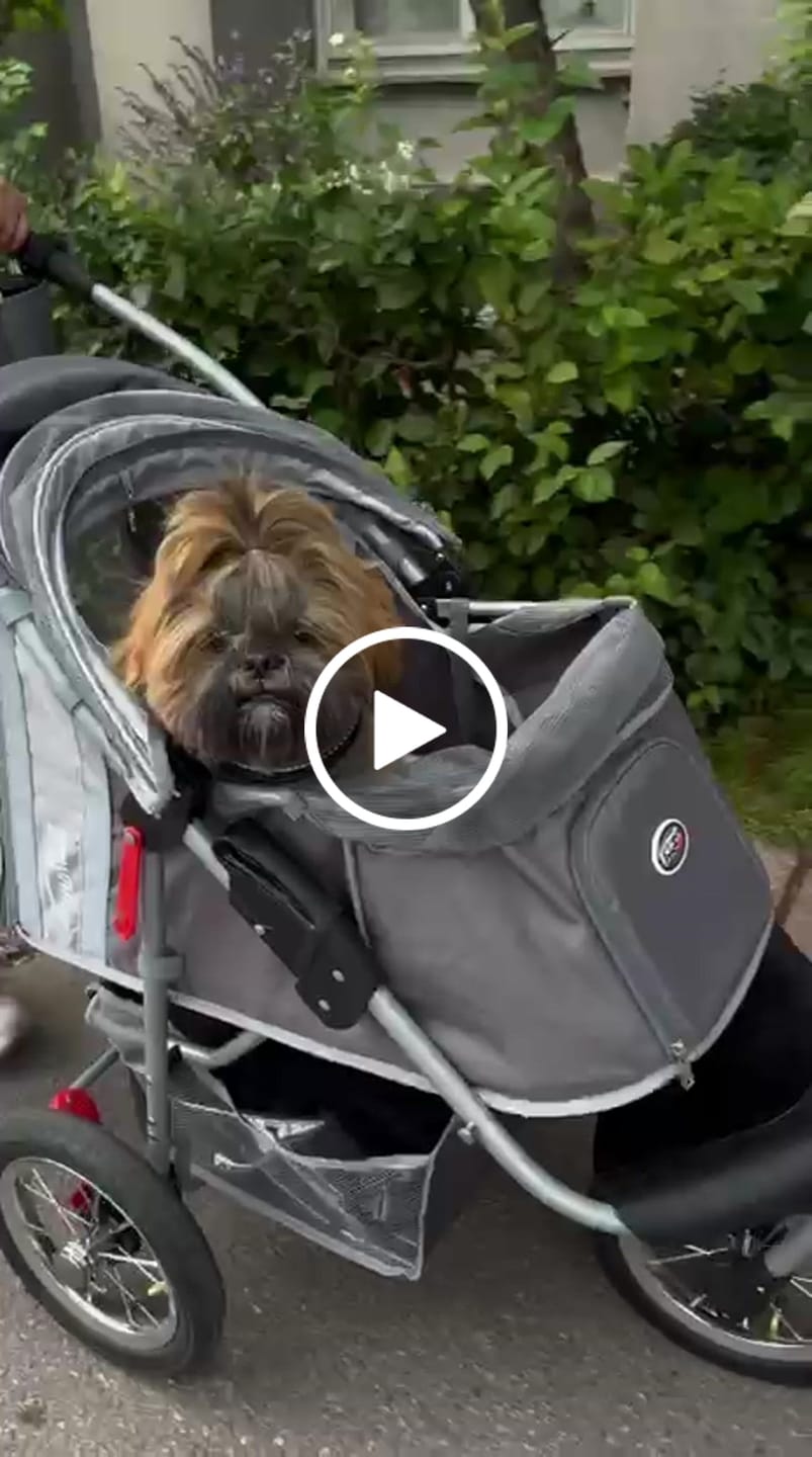 Customer video review of Comfort Air ECO lemmikkirattaat