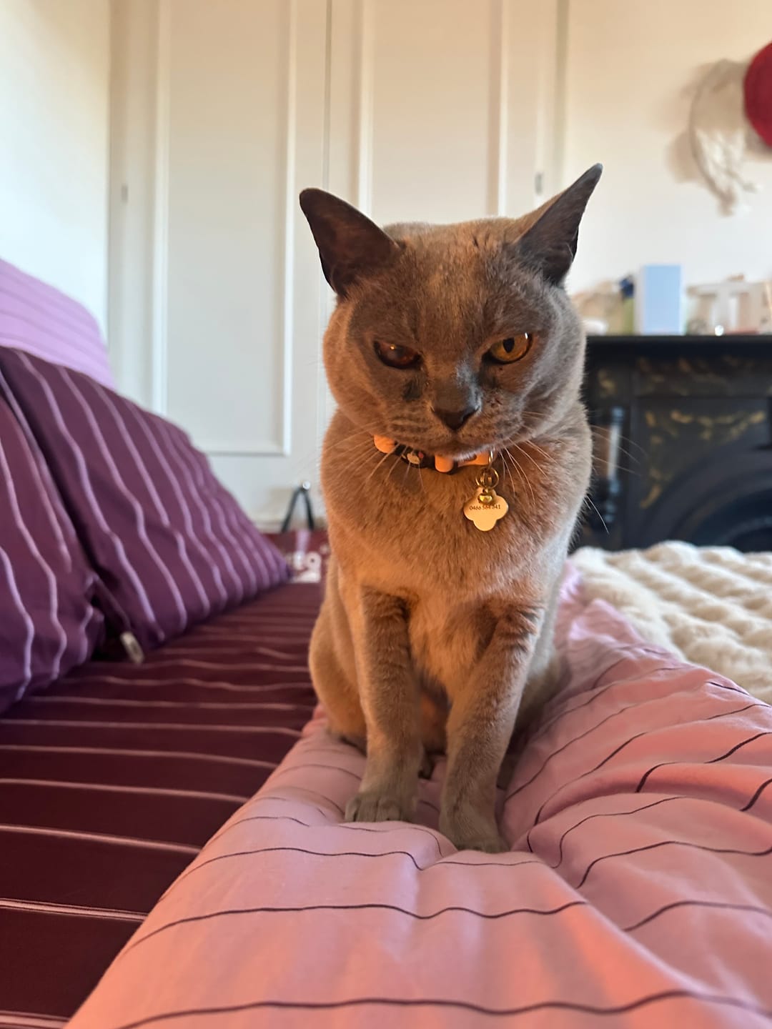 Customer photo review of Handmade Leather Cat Collar - Soft Blush