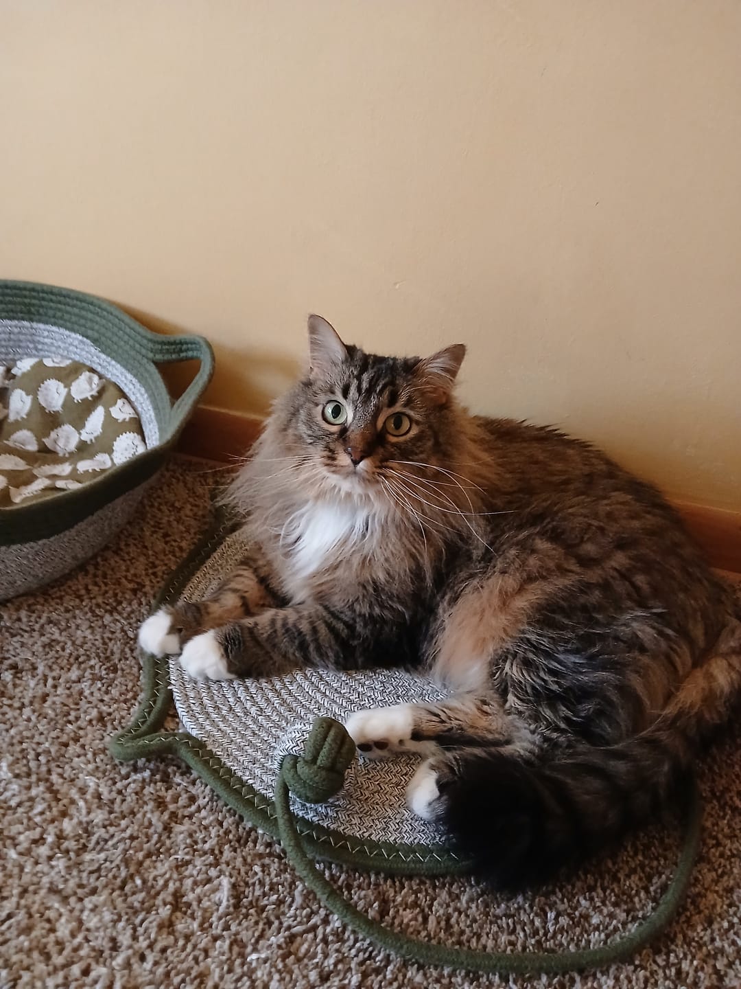 Customer photo review of Instinct Mat | The Scratching Mat Her Biology Actually Recognizes (NEW)