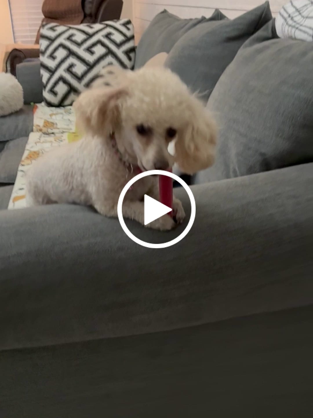 Customer video review of America250 Freedom Pack — 3 All-Natural Flavored Yak Chews | Limited Edition