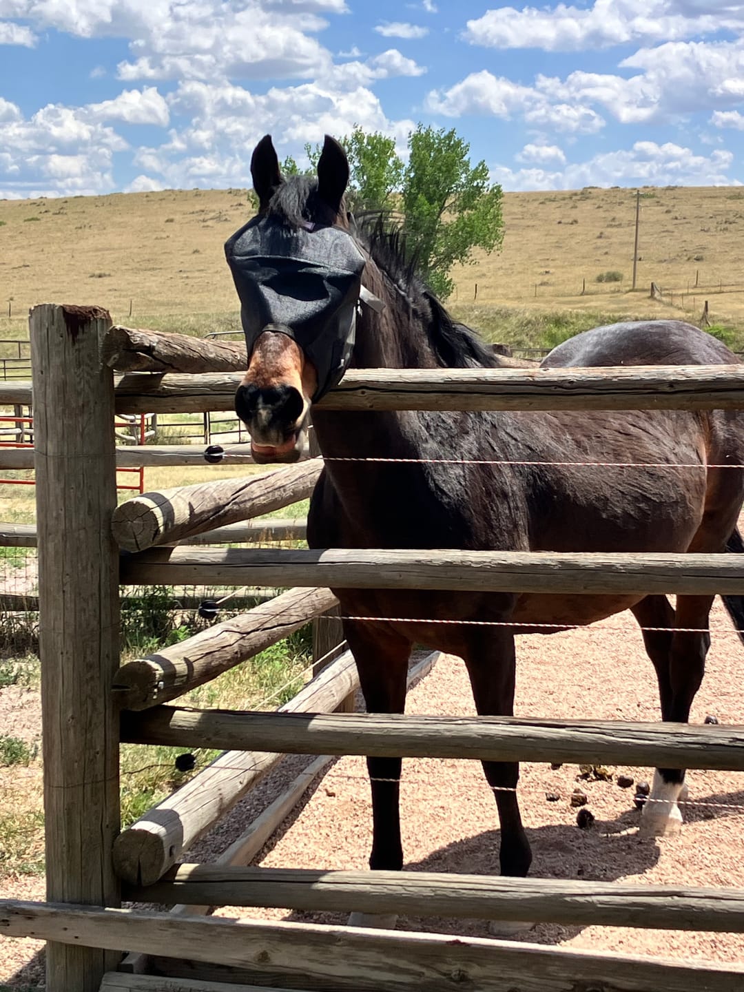 Customer photo review of BUNDLE - EquiVizor Clip and Fasteners