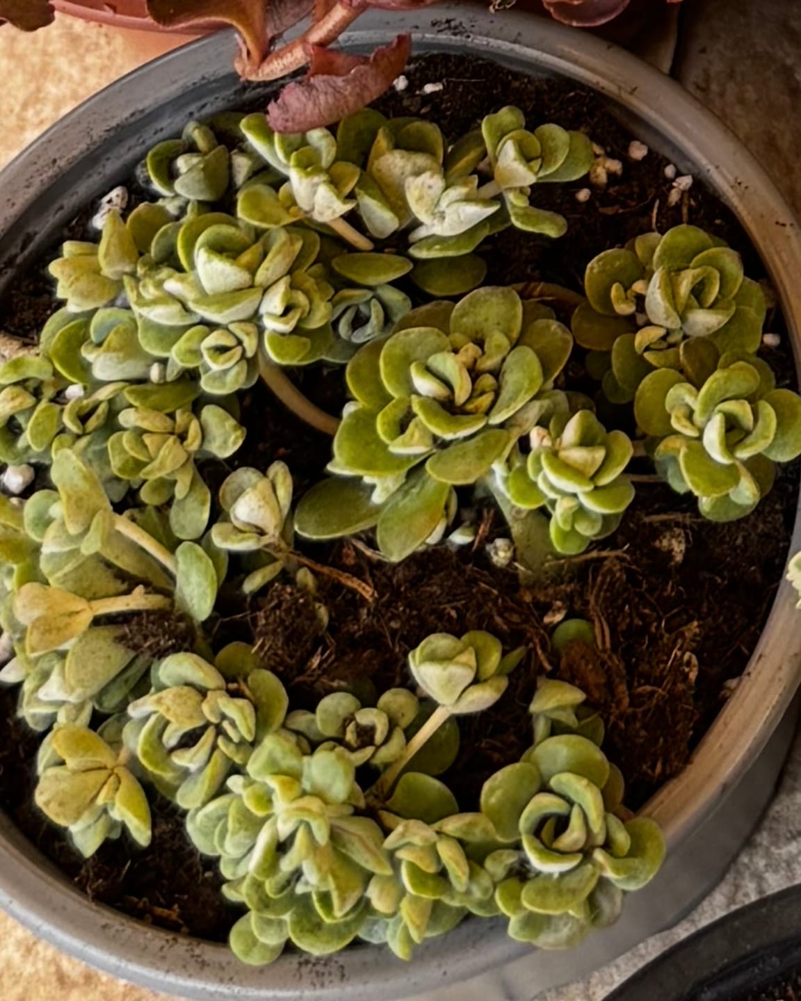 Customer photo review of Sedum spurium tricolor
