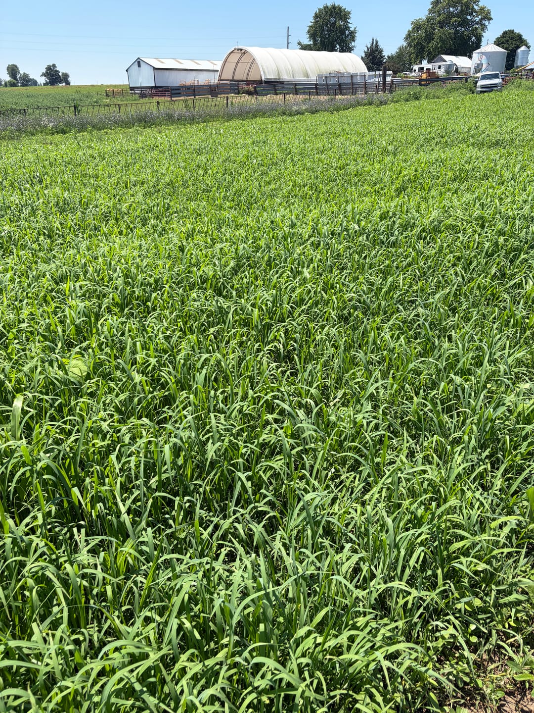 Customer photo review of Dove & Quail Plot