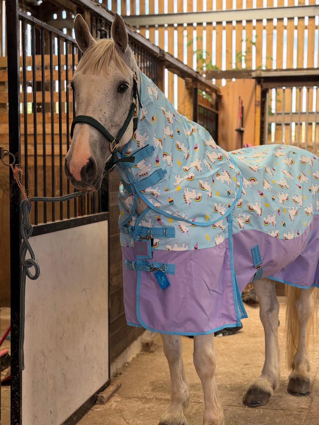 Customer photo review of Blunicorns No Fill Turnout Rug
