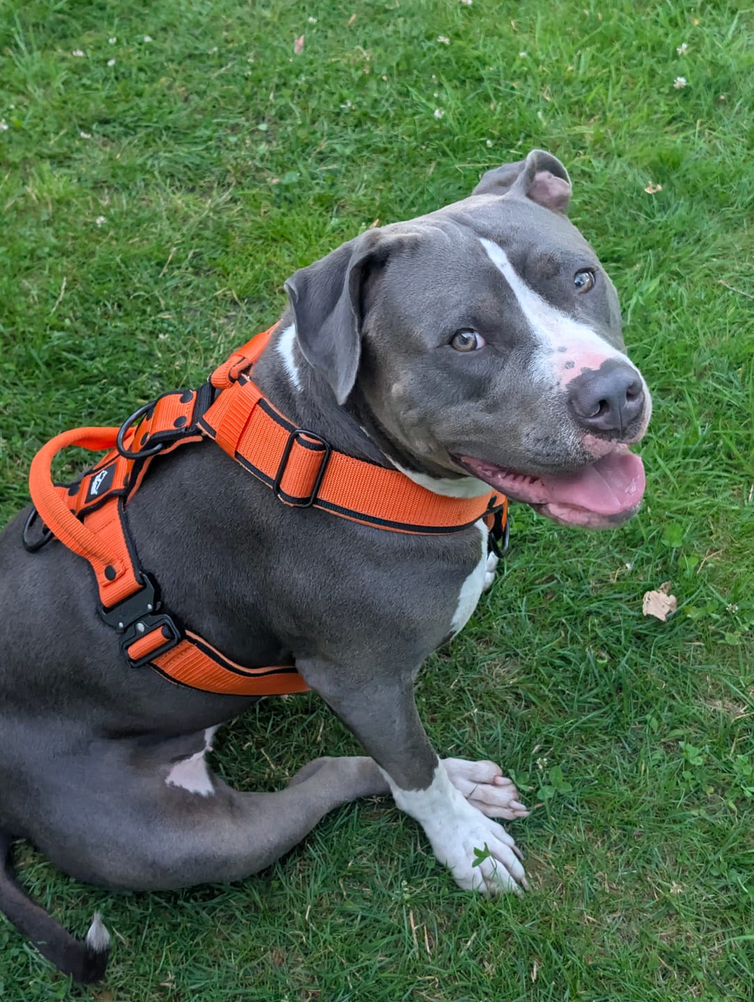 Customer photo review of Easy Walk Extreme Black Edition Orange - Sele med snabbspänne