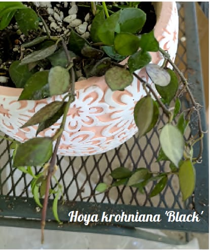 Customer photo review of Hoya krohniana 'Black'